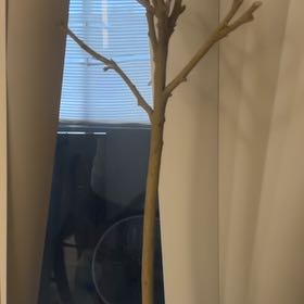 Photo of the plant species Hibiscus by @EagerHoyarosita named Bieber on Greg, the plant care app