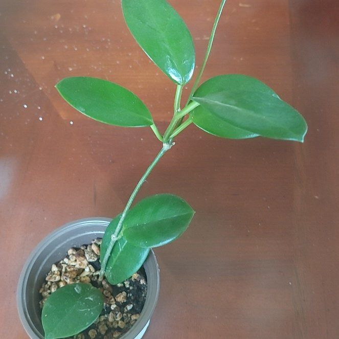Photo of the plant species Hoya australis 'Bordvare' by @KindGhostplant named Lebron on Greg, the plant care app
