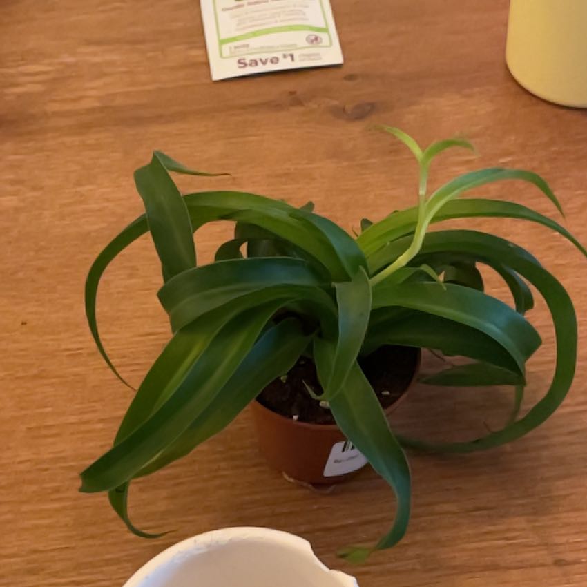 Photo of the plant species Solid Green Spider Plant by @FavorableMiro named Sigmund on Greg, the plant care app