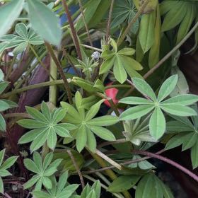 Photo of the plant species Lupinus Polyphyllus by @CrazyVesperanza named Duke on Greg, the plant care app