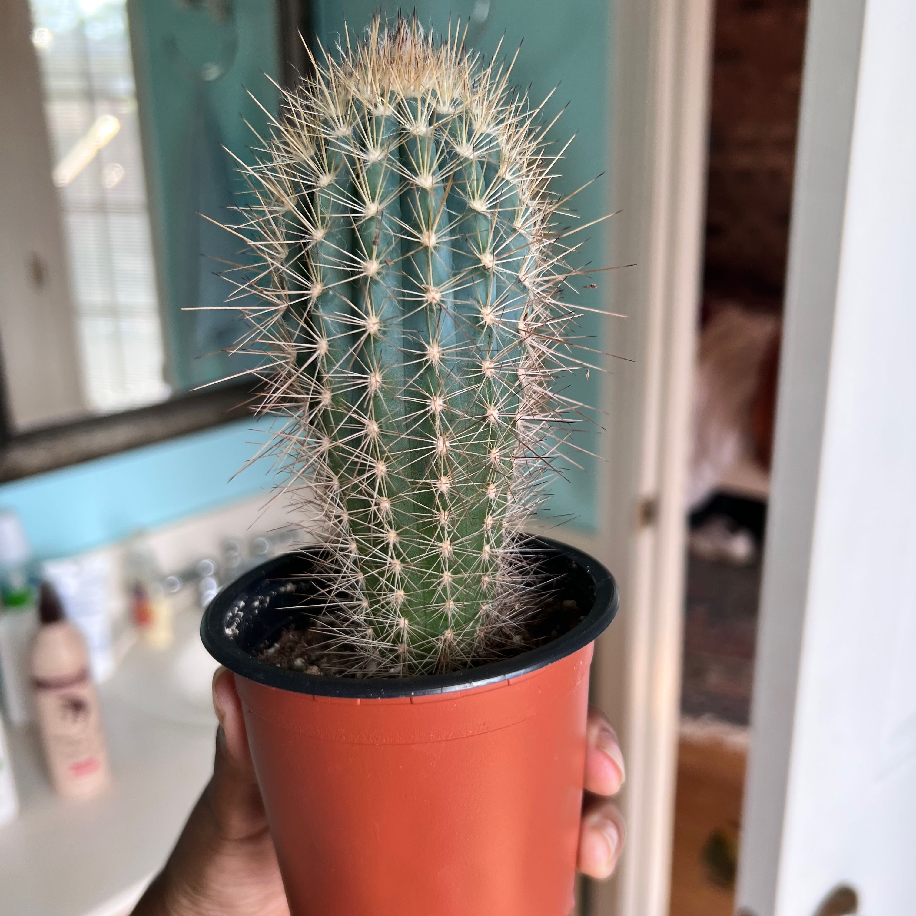 Golden Torch cactus in a small pot, held by a hand, with household items in the background.