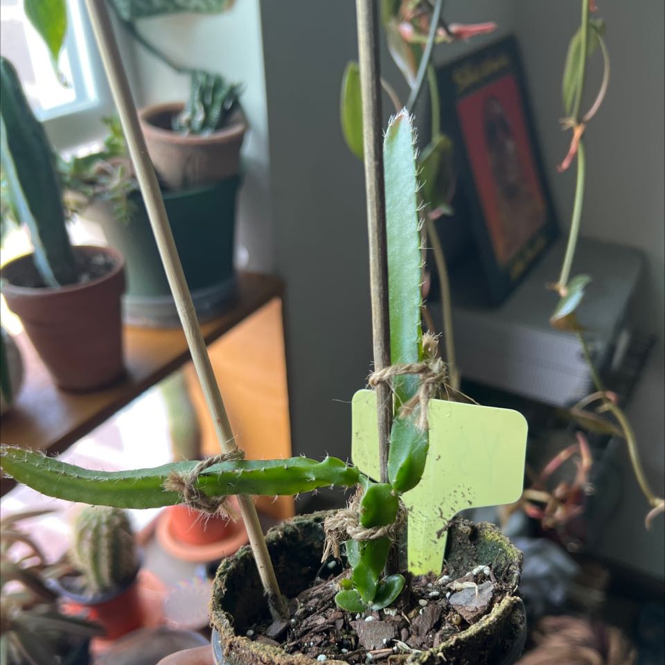 Dragonfruit plant in a pot with visible soil, surrounded by other plants.