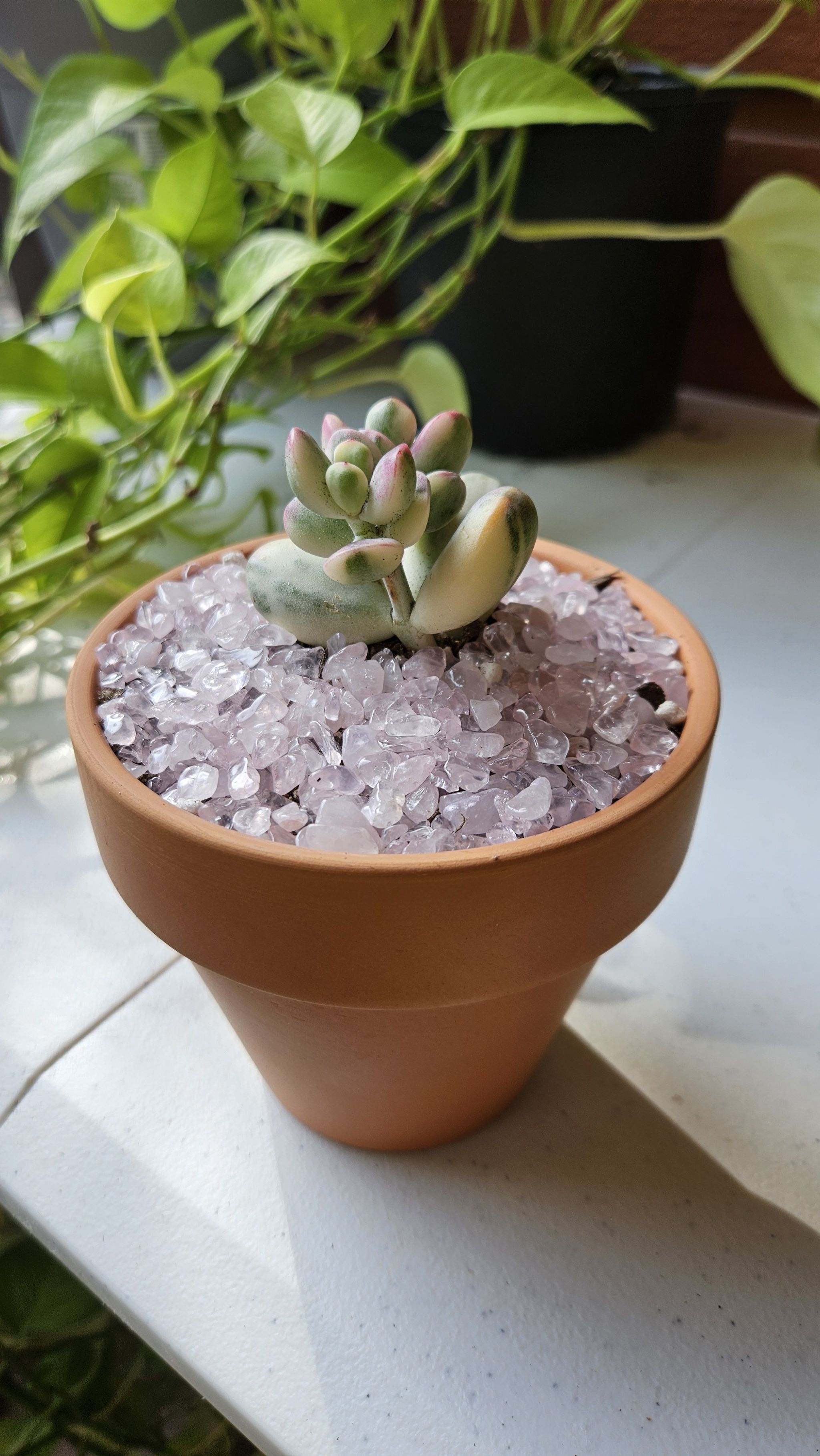 Photo of the plant species Cotyledon orbiculata var. orbiculata by @RootedAnahaw named Cotyledon Orbiculata Variegated on Greg, the plant care app