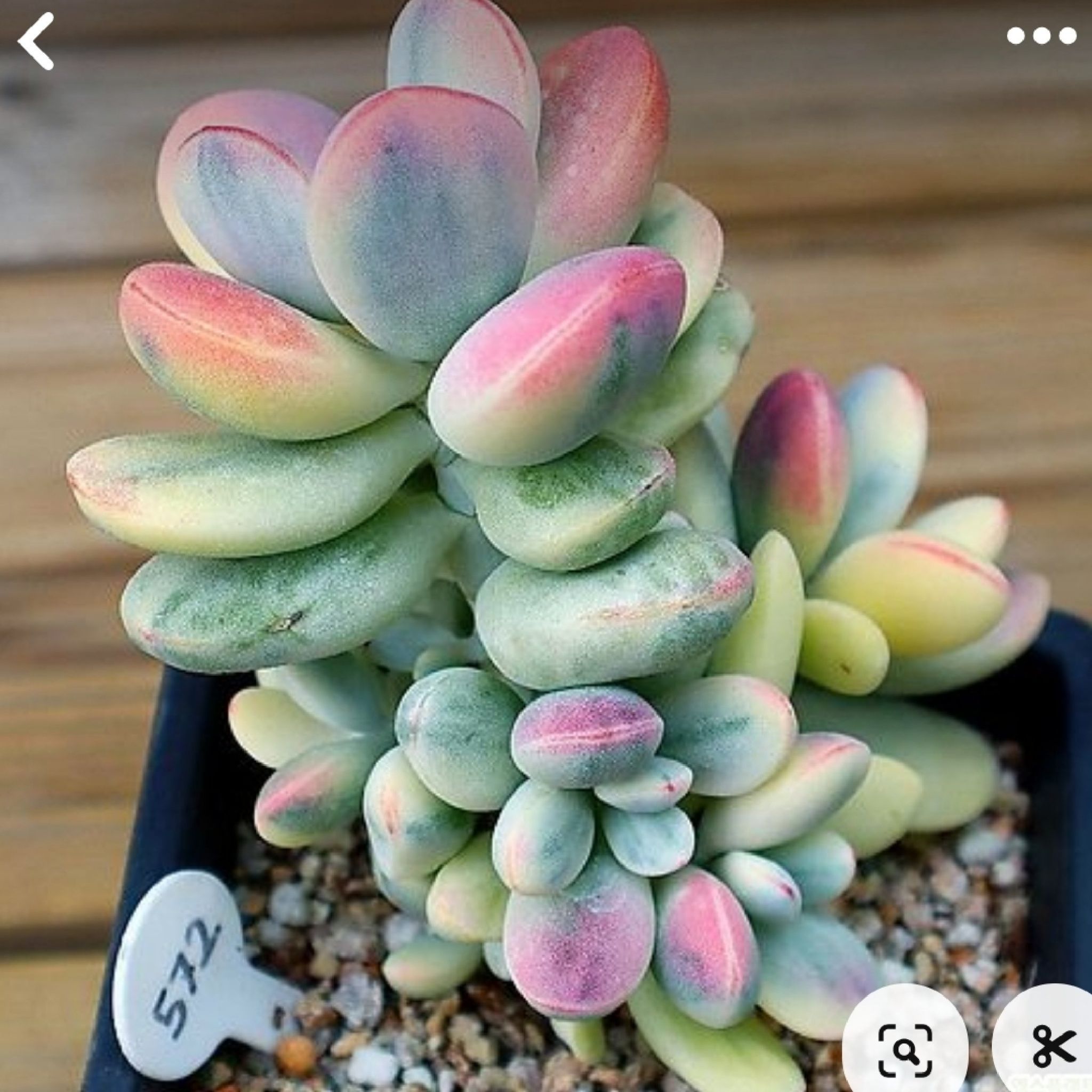 Photo of the plant species Unicorn plant by @RootedAnahaw named Tupot amaroot on Greg, the plant care app