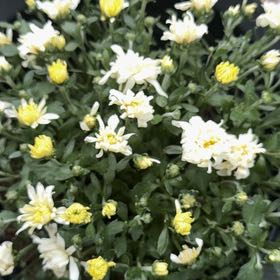 Photo of the plant species Feverfew by @HipSedumsunset named Ronaldo on Greg, the plant care app