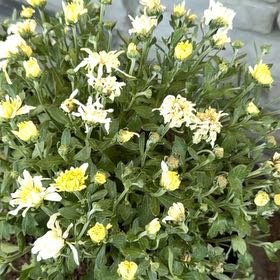 Photo of the plant species Feverfew by @HipSedumsunset named Mochi on Greg, the plant care app
