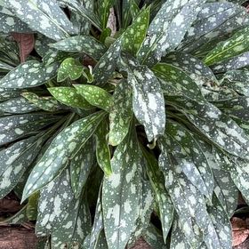 Photo of the plant species Narrow-Leaf Lungwort by @FabHoyawayetii named Michelle Branch on Greg, the plant care app