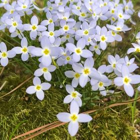 Photo of the plant species Cuckooflower by @FabHoyawayetii named Navajo on Greg, the plant care app