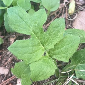 Photo of the plant species Cretan Bryony by @FabHoyawayetii named Achilles on Greg, the plant care app
