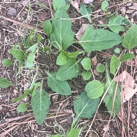 Photo of the plant species Common Selfheal by @FabHoyawayetii named Fernie Mac on Greg, the plant care app