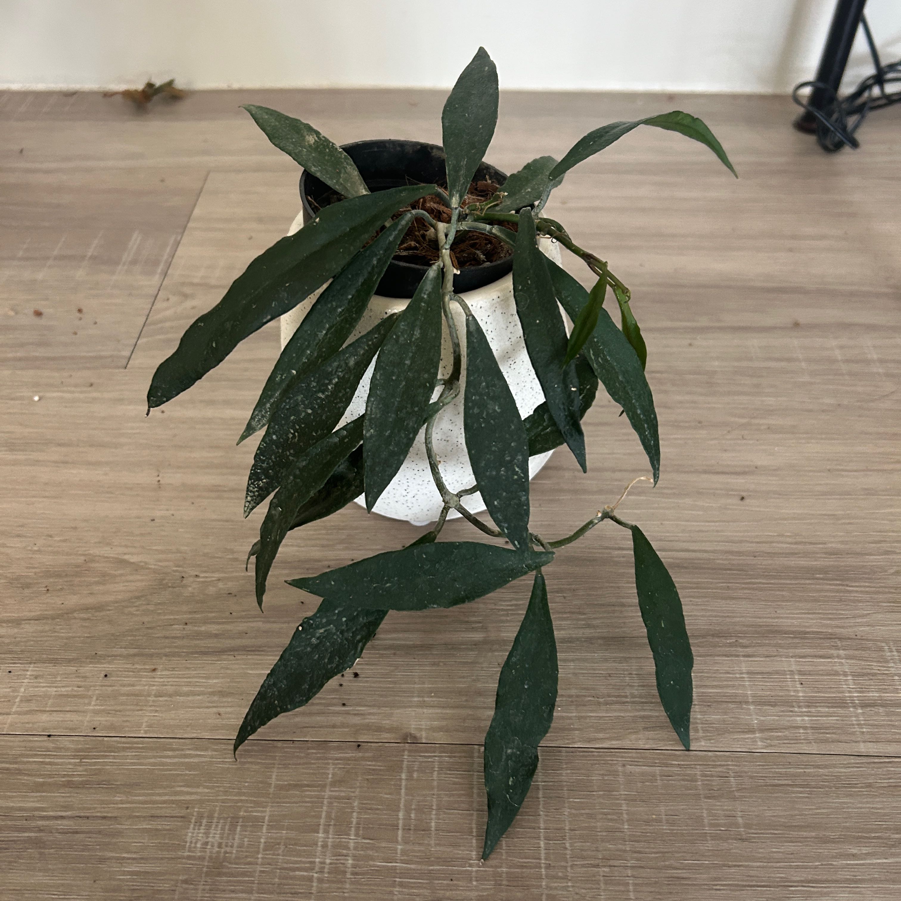 Photo of the plant species hoya wayeti by @BrightKohleria named Elina on Greg, the plant care app
