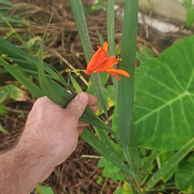 Photo of the plant species Western Red Lily by @ZanyHeteromeles named Eva on Greg, the plant care app