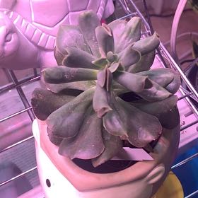 Photo of the plant species Dark Queen Echeveria by @PoetAsiaticlily named Bella on Greg, the plant care app