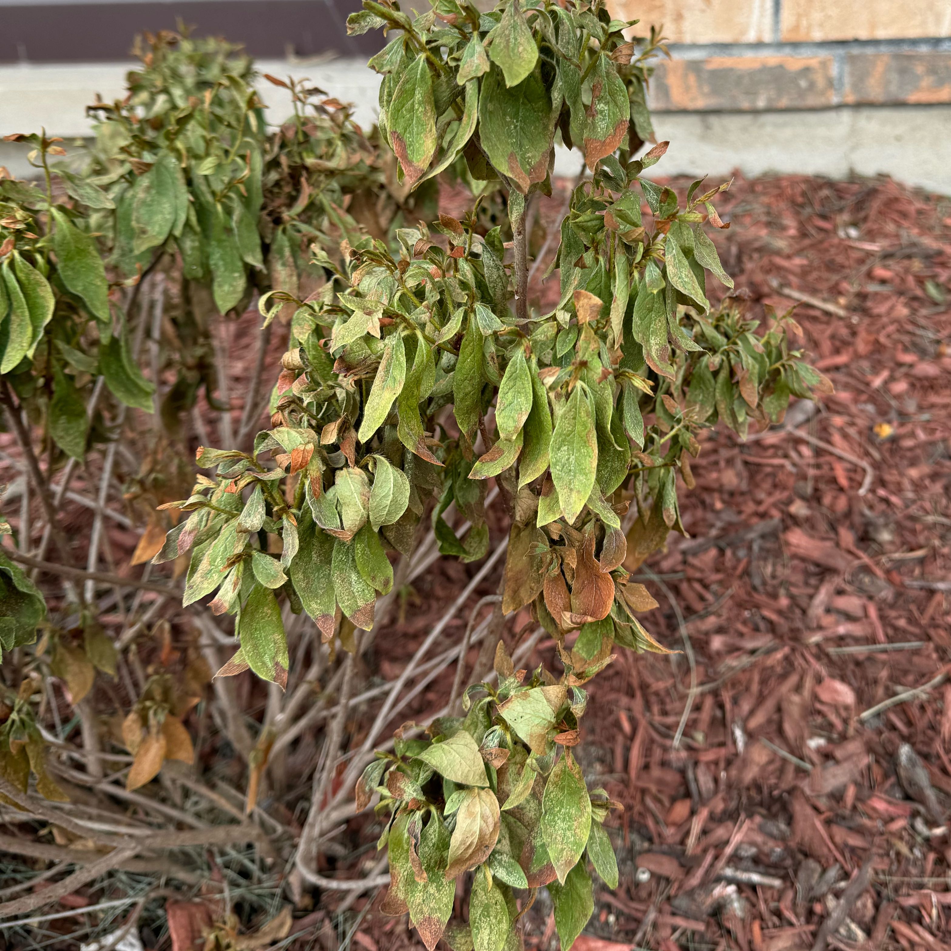 Photo of the plant species Azalea by @RegalGrayssedge named Kendall on Greg, the plant care app