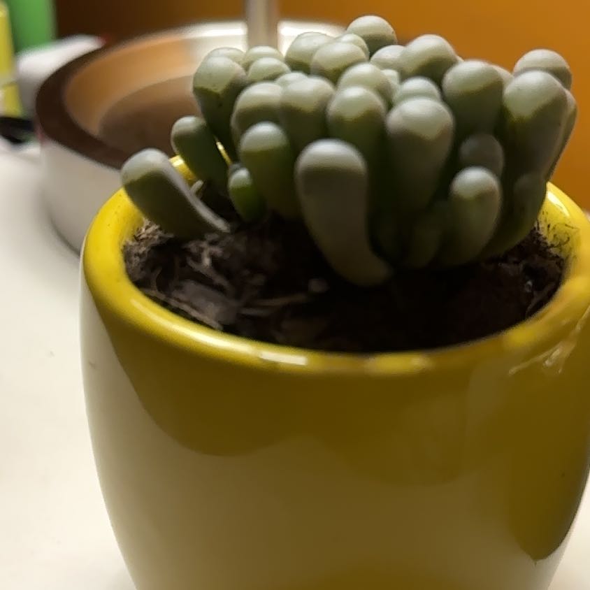 Photo of the plant species Baby Toes by @BuoyantRamsons named Nemo on Greg, the plant care app