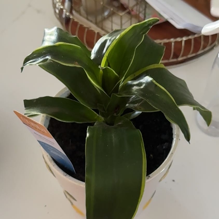 Photo of the plant species Dracaena Dorado by @SatisfiedPotato named Sanders on Greg, the plant care app
