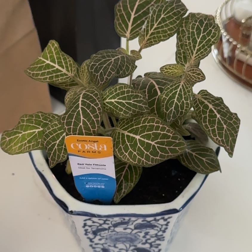 Photo of the plant species Red Vein Fittonia by @SatisfiedPotato named Ronaldo on Greg, the plant care app