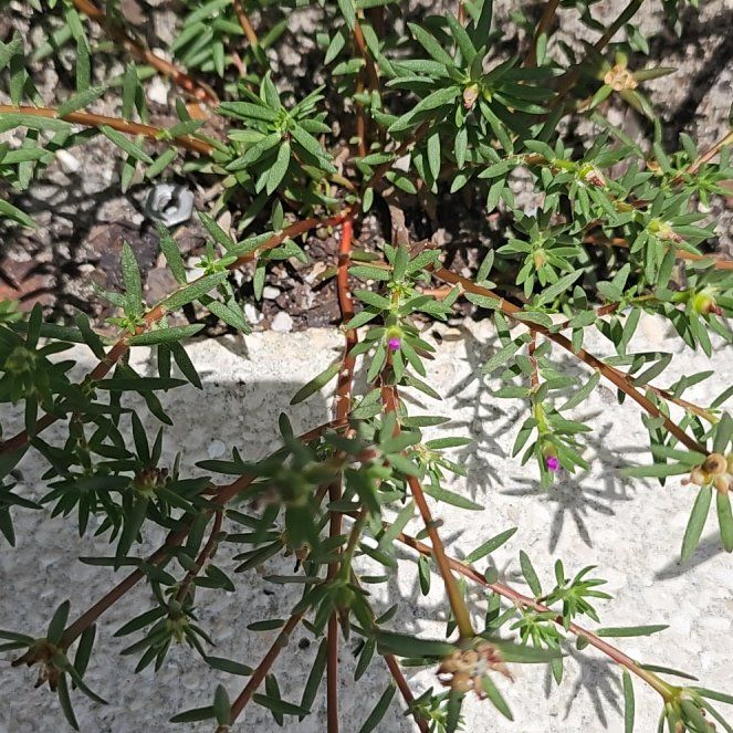Photo of the plant species Chisme by @PoshLoblollybay named Maya on Greg, the plant care app