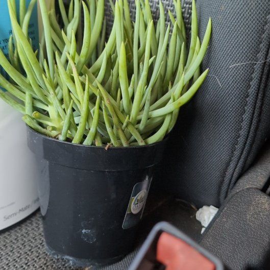 Photo of the plant species Senecio vitalis by @BuoyantRedlog named Bigleef Smalls on Greg, the plant care app