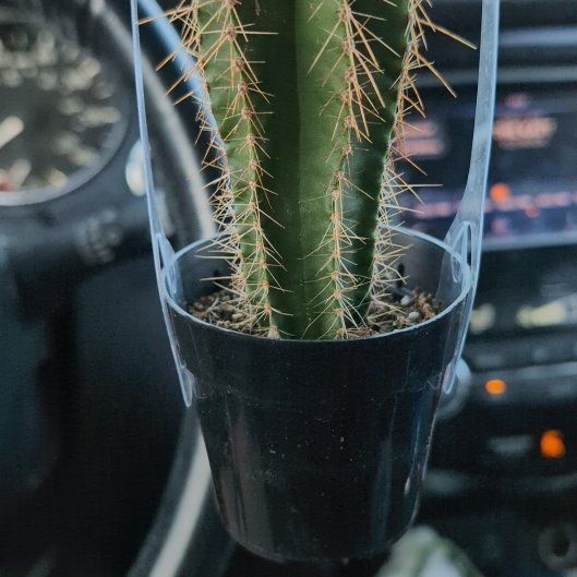 Photo of the plant species Isolatocereus dumortieri by @BuoyantRedlog named Rainier on Greg, the plant care app