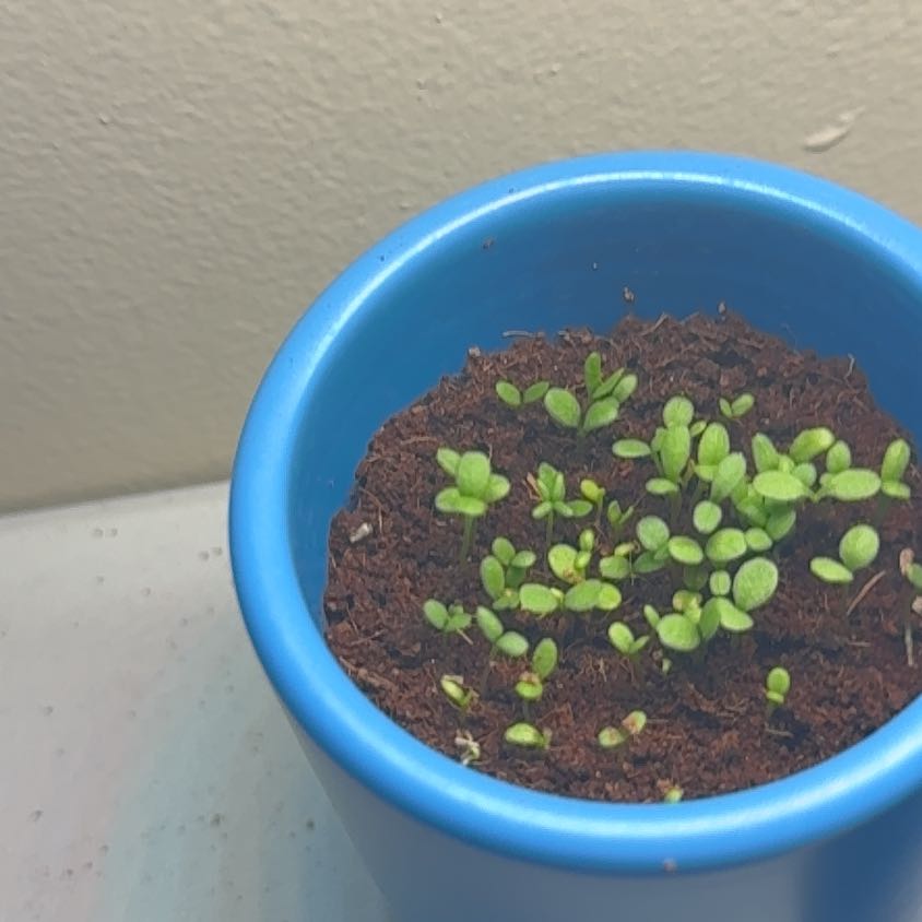 Photo of the plant species Silver Princess Daisy by @blackthumb1337 named Forrest on Greg, the plant care app
