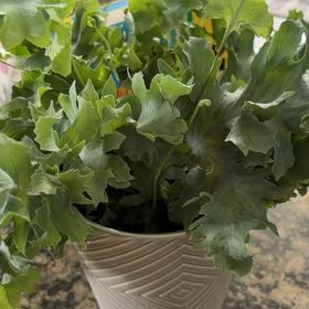 Photo of the plant species Phlebodium 'Davana' by @Bushallamanda named Davana Blue on Greg, the plant care app
