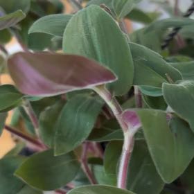 Photo of the plant species Baby Bunny Belly by @Bushallamanda named Baby Buns on Greg, the plant care app