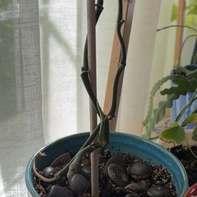 Photo of the plant species Heart Leaf Philodendron by @Bushallamanda named Mr. Roper on Greg, the plant care app