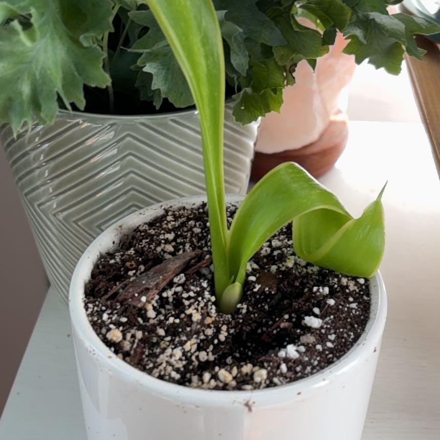 Photo of the plant species Sansevieria Silver Flame by @Bushallamanda named Independence on Greg, the plant care app
