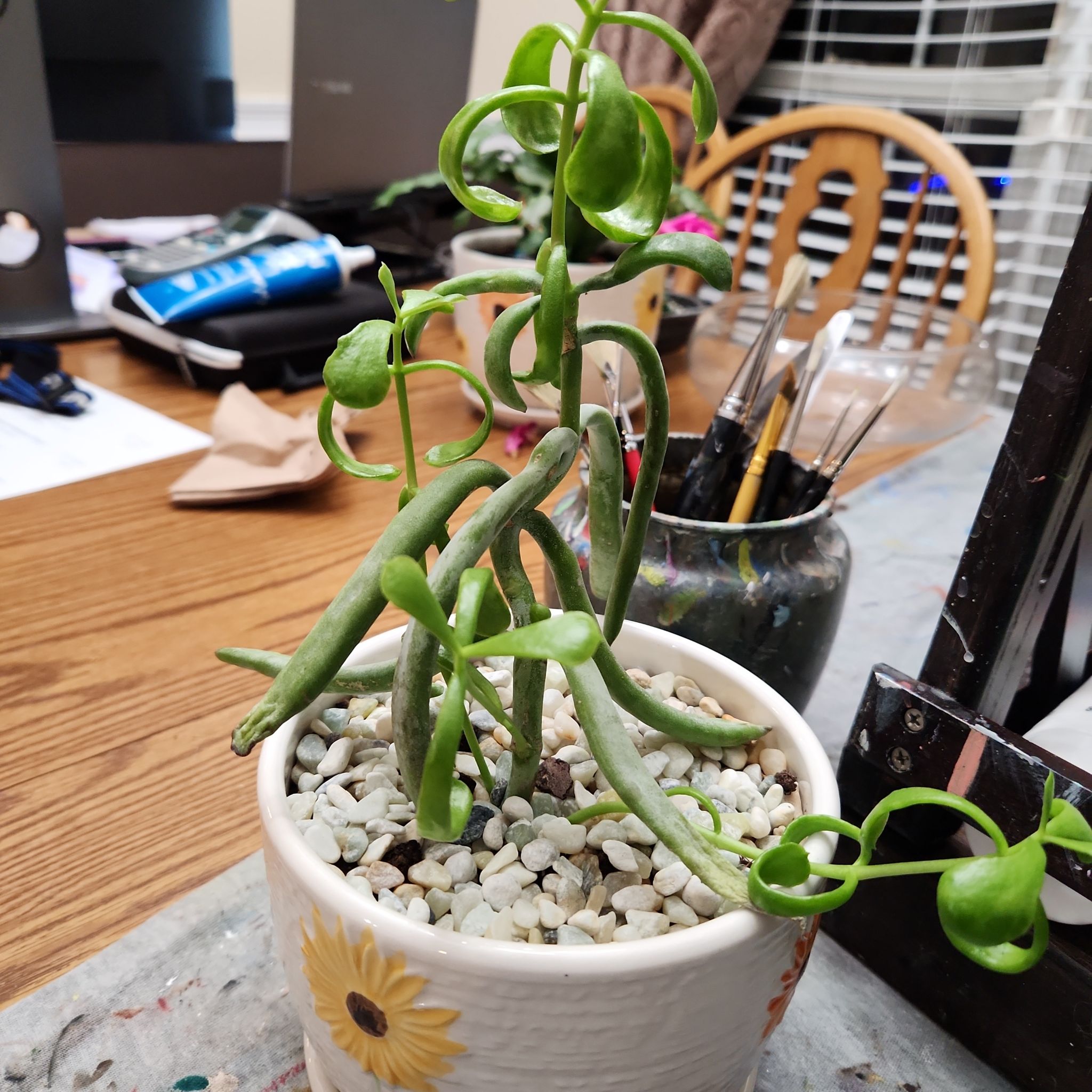 Photo of the plant species Cotyledon White Sprite by @Scubamom named Gobi on Greg, the plant care app