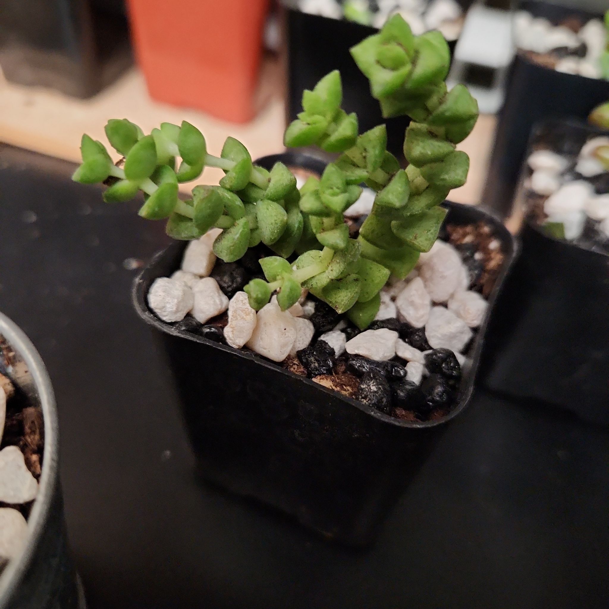Photo of the plant species Crassula 'Baby's Necklace' by @Scubamom named Sir Plancelot on Greg, the plant care app
