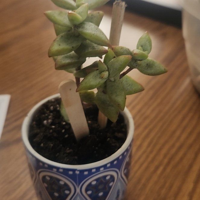 Photo of the plant species Crassula rupestris 'High Voltage' by @Scubamom named Achilles on Greg, the plant care app