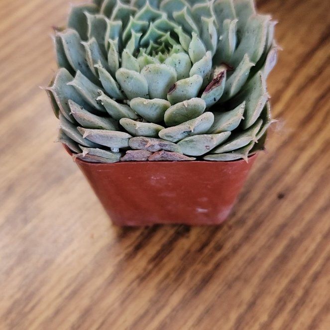 Photo of the plant species echeveria 'Red Hole' by @Scubamom named Mollie on Greg, the plant care app
