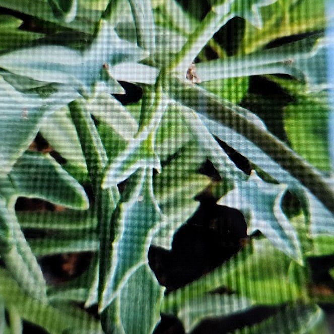 Photo of the plant species Senecio kleiniiformis by @Scubamom named Dax on Greg, the plant care app