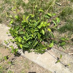Photo of the plant species Stachytarpheta Jamaicensis by @LeadWalkingiris named Sanders on Greg, the plant care app