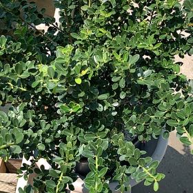 Photo of the plant species Japanese Holly by @ThrilledTagetes named Achilles on Greg, the plant care app