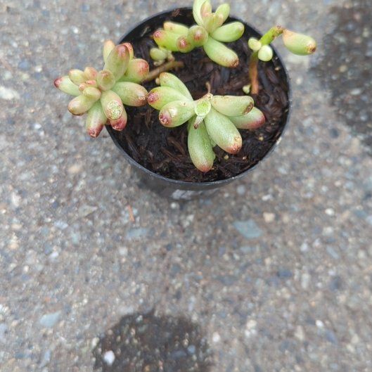 Photo of the plant species Sedum rubrotinctum 'Aurora' by @BoldCapefigwort named Lola on Greg, the plant care app
