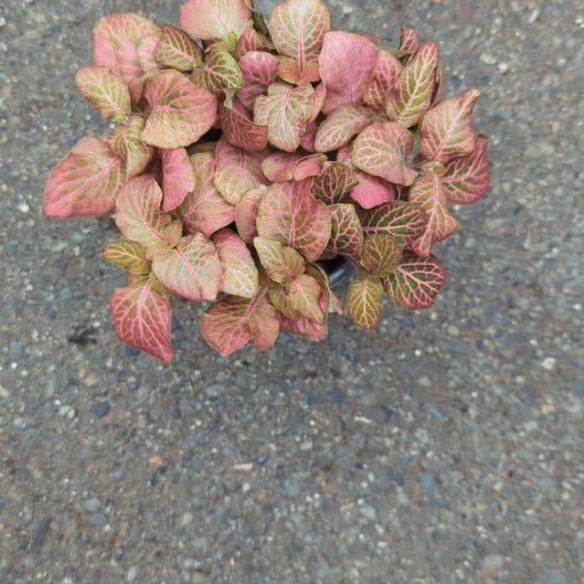 Photo of the plant species Nerve Plant by @BoldCapefigwort named Athena on Greg, the plant care app