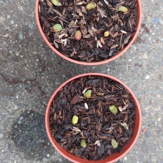 Photo of the plant species Sedum rubrotinctum 'Aurora' by @BoldCapefigwort named Oscar on Greg, the plant care app