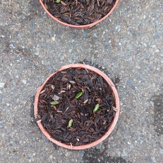 Photo of the plant species Portulacaria afra 'Manny' by @BoldCapefigwort named Apollo on Greg, the plant care app