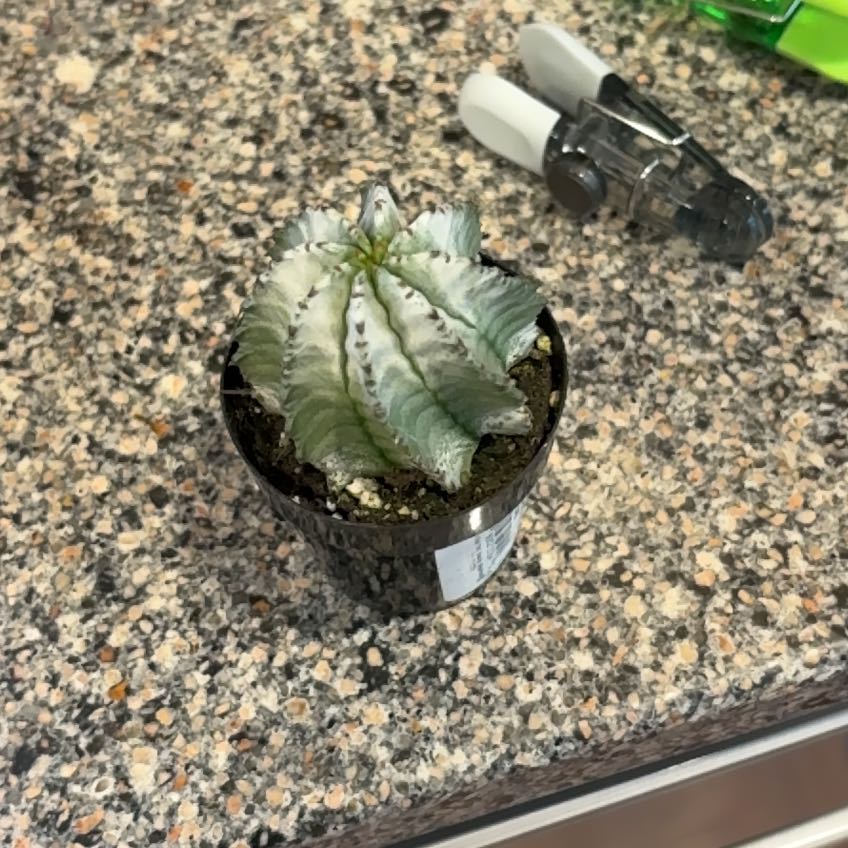 Photo of the plant species Euphorbia 'Ice Storm' by @CalmRussianvine named Orwell on Greg, the plant care app