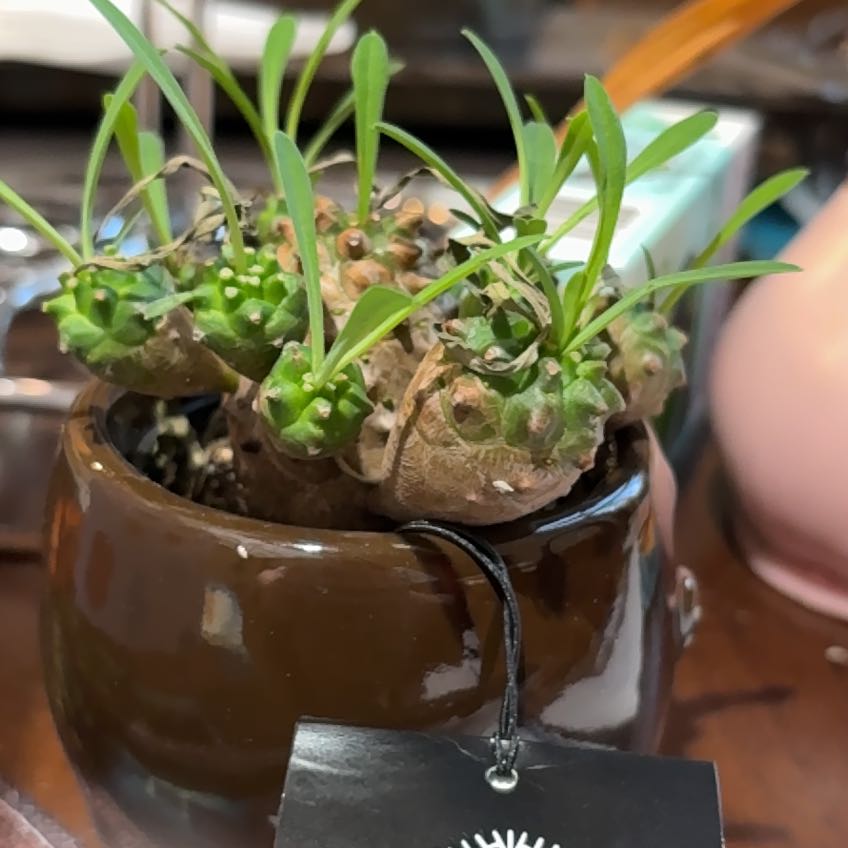 Photo of the plant species Euphorbia ritchiei by @CalmRussianvine named Diana on Greg, the plant care app