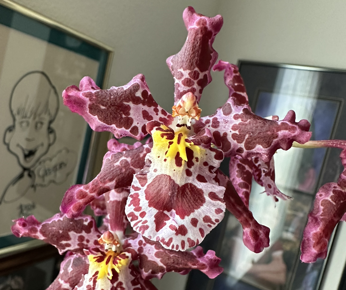 Plant care for Colmanara Masai on Greg, the plant care app