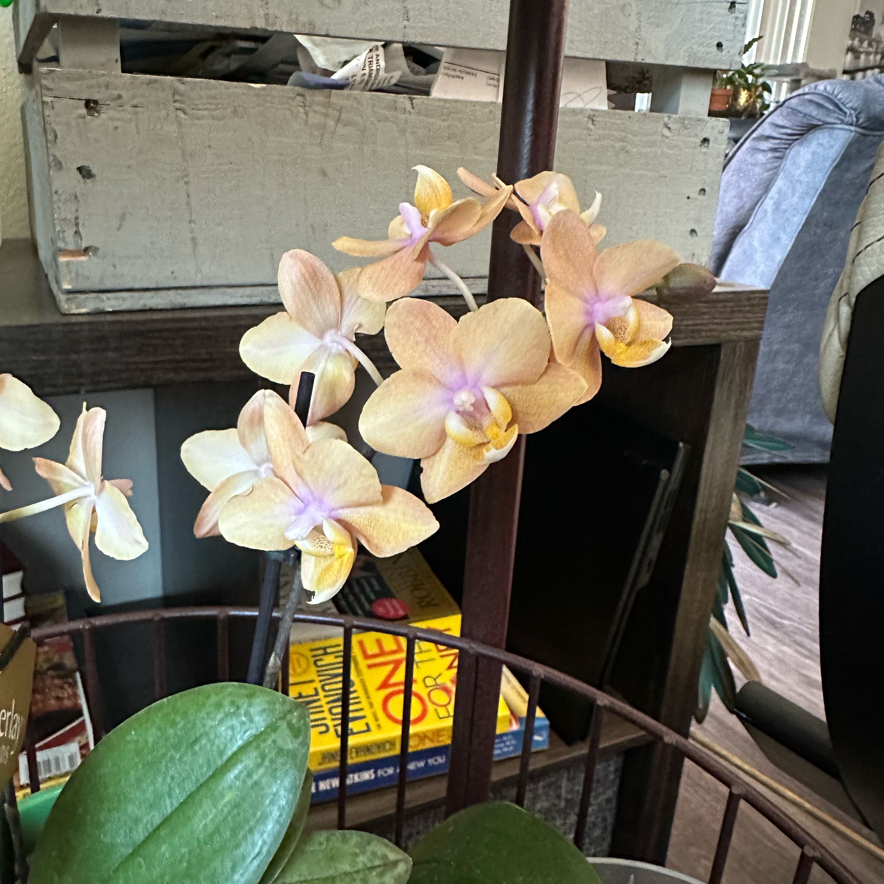 Photo of the plant species Dusty Belle by @magsterlina named Kardashian on Greg, the plant care app