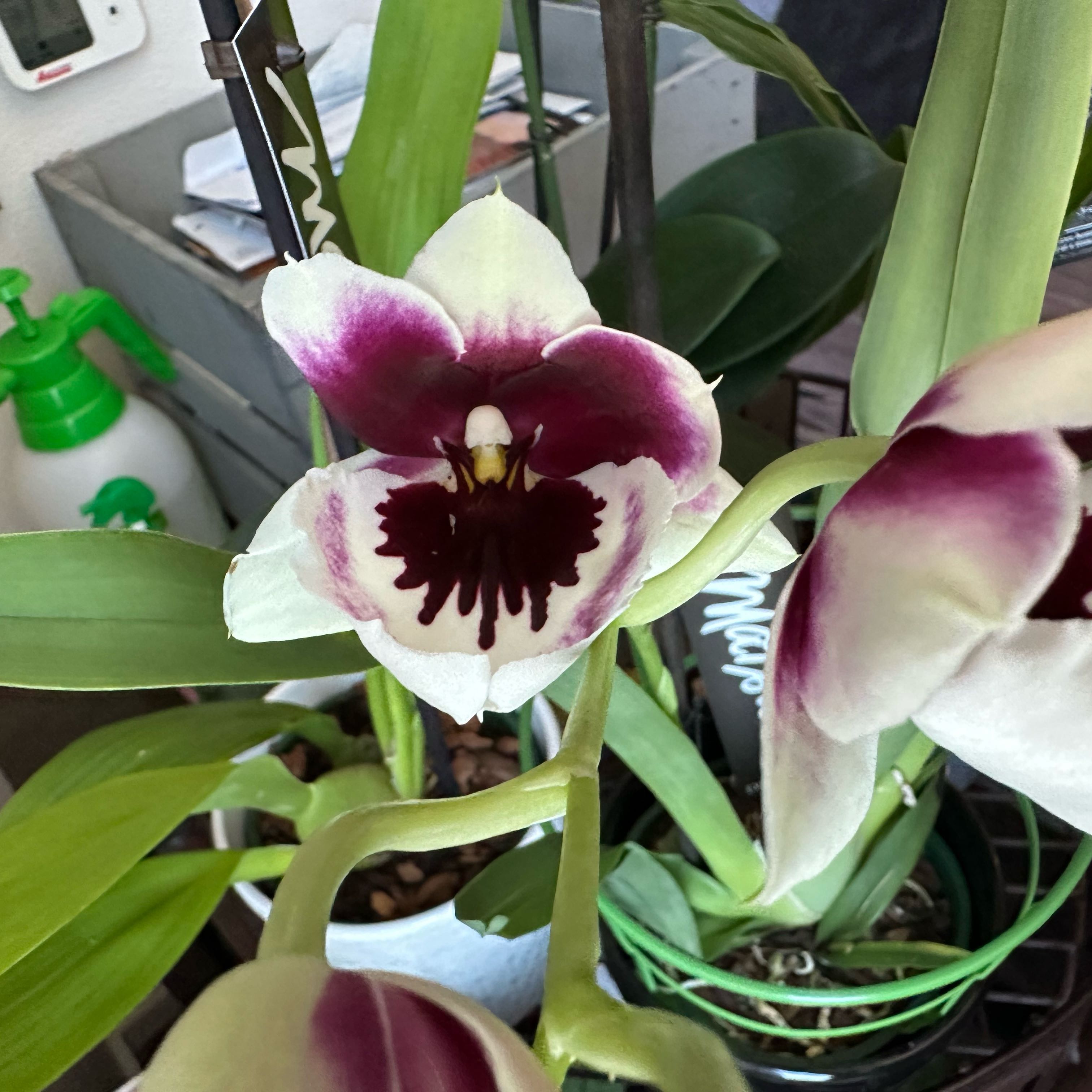 Photo of the plant species Miltoniopsis phalaenopsis by @magsterlina named Tolkien on Greg, the plant care app