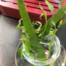 Photo of the plant species Ribbon Bush by @SecureRutabaga named Emerson on Greg, the plant care app