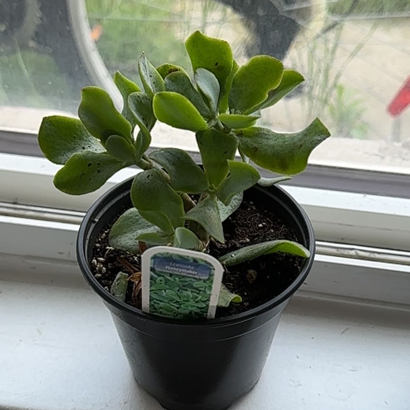 Photo of the plant species Money Maker by @ShowyCrossberry named Scrooge on Greg, the plant care app
