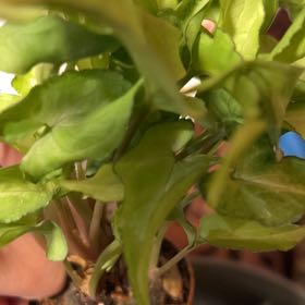 Photo of the plant species Syngonium Silver Fox by @AliveMullein named Remington on Greg, the plant care app