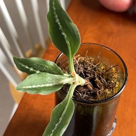 Photo of the plant species Menzie's Giant Rattlesnake-Plantain by @UprightCanna named Terra on Greg, the plant care app
