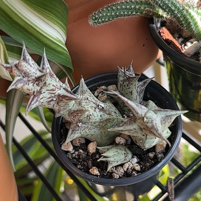 Photo of the plant species Variegated Starfish Flower by @Bowerbird3 named Anonymous 😳 on Greg, the plant care app